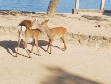 慰安旅行における三度目の正直