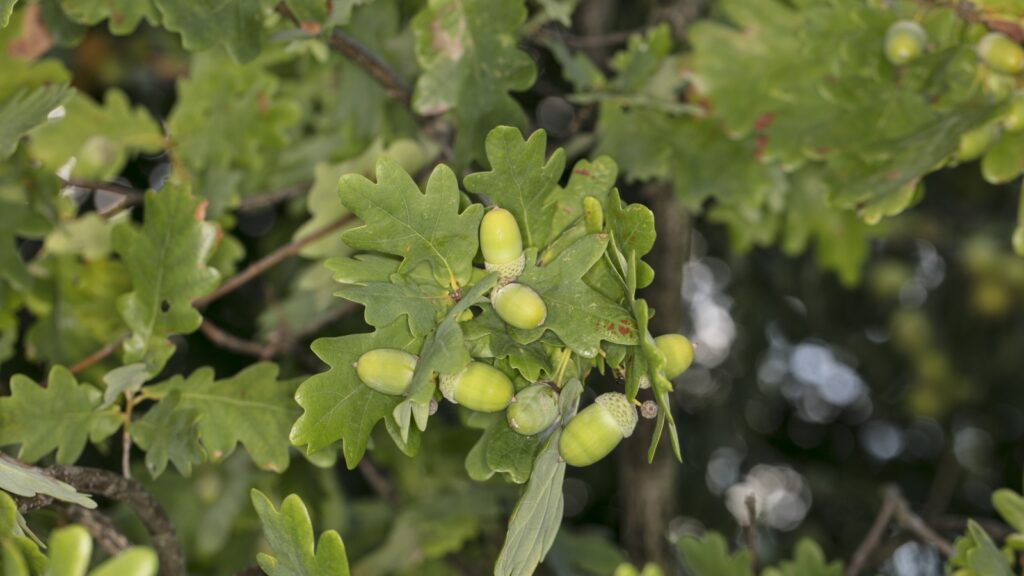 タンニンが使用される植物「オーク」